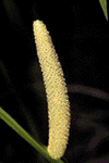 calamus